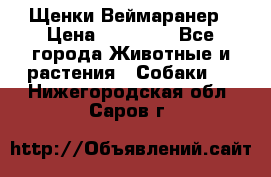 Щенки Веймаранер › Цена ­ 40 000 - Все города Животные и растения » Собаки   . Нижегородская обл.,Саров г.